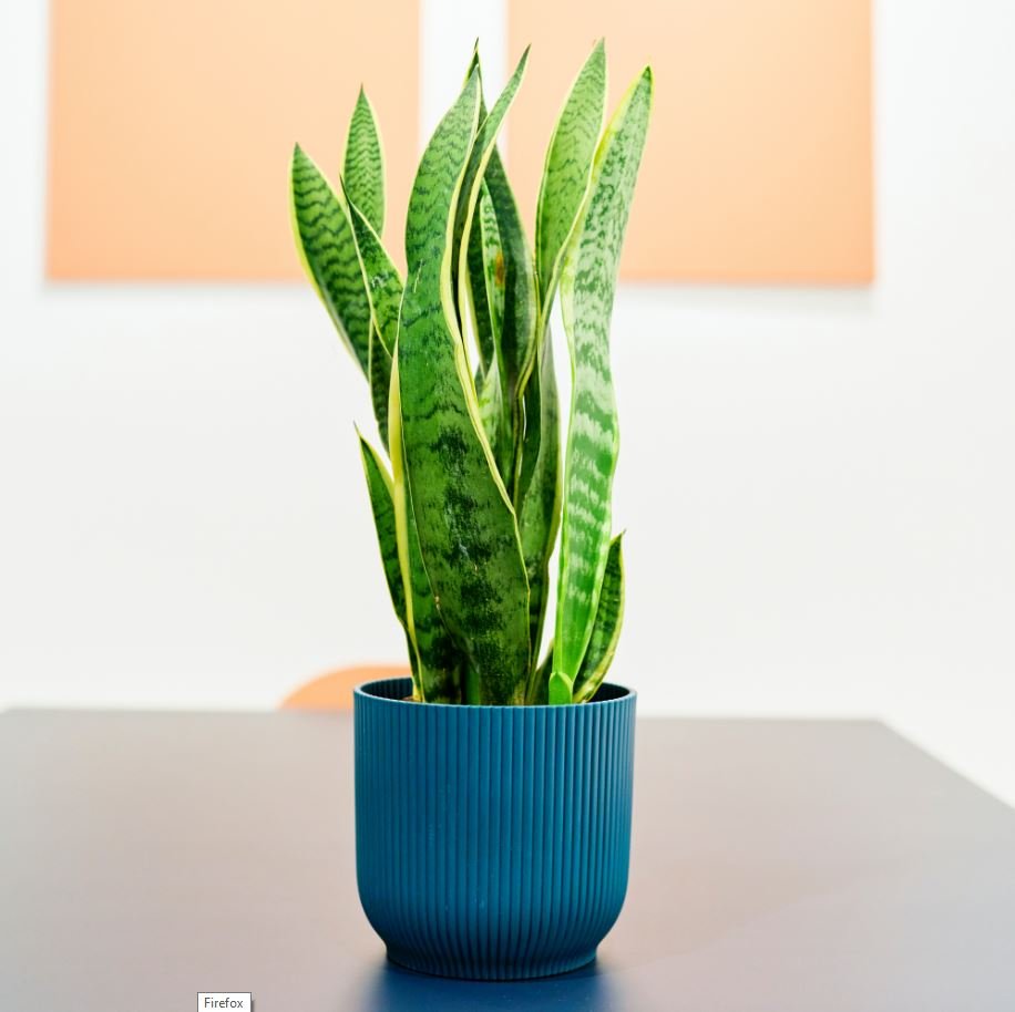 Indoor Plants Without Sunlight