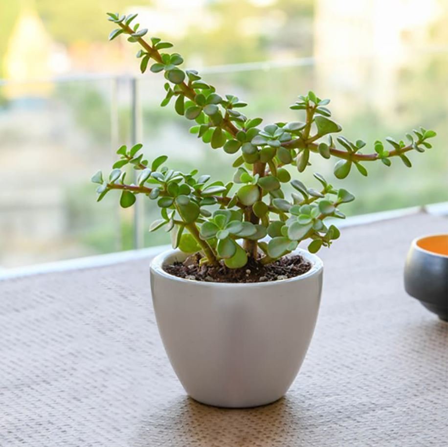 Indoor Plants Without Sunlight
