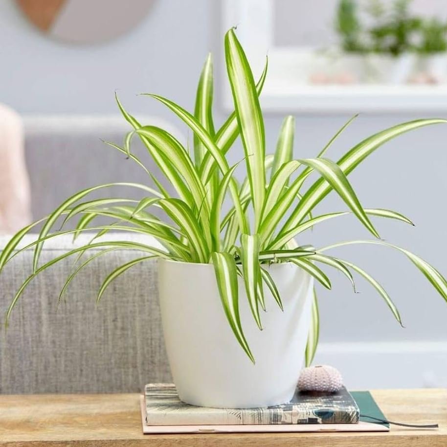 Indoor Plants Without Sunlight