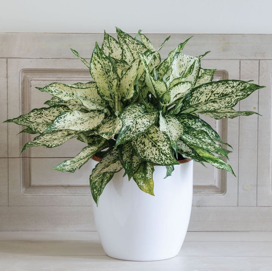 Indoor Plants Without Sunlight