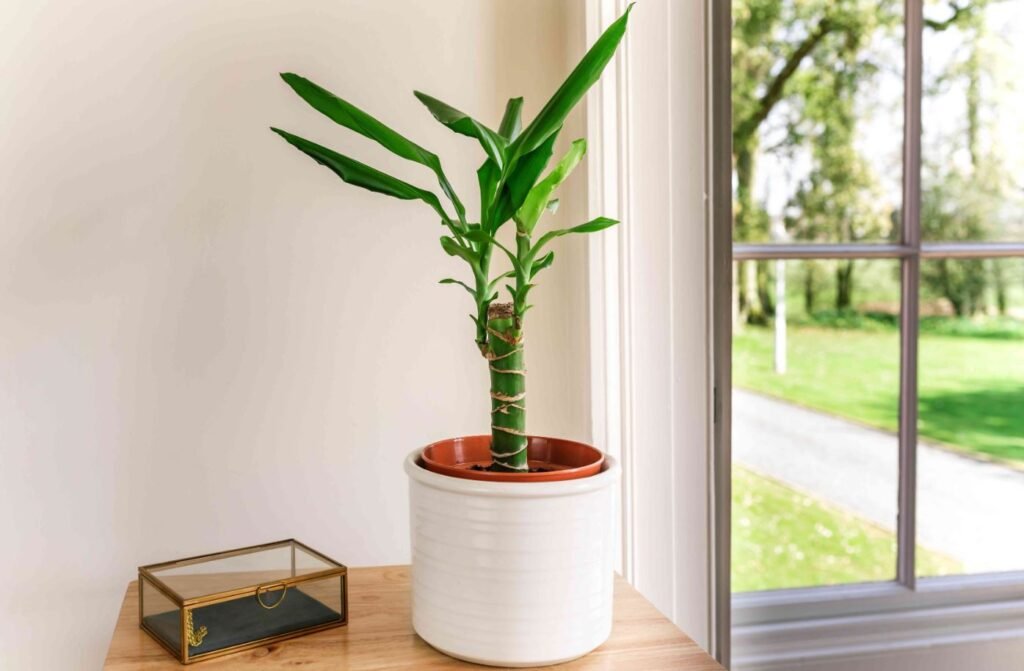 Indoor Plants Without Sunlight