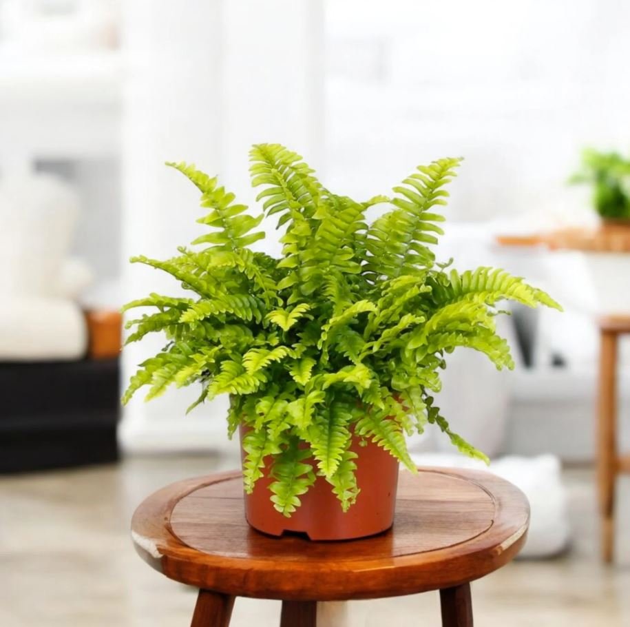 Indoor Plants Without Sunlight