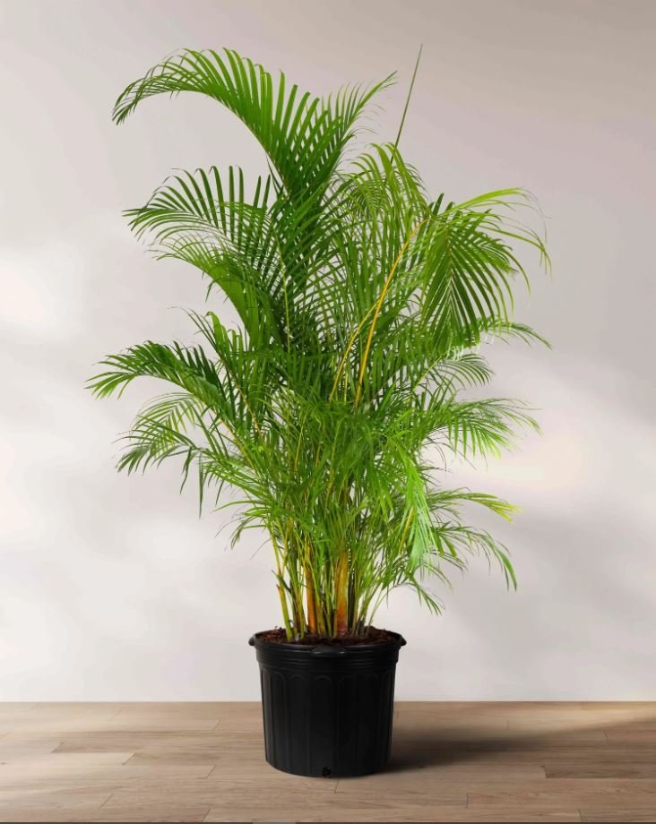 Indoor Plants Without Sunlight
