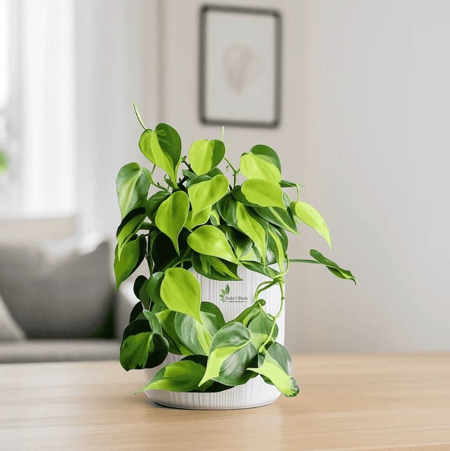 Indoor Plants Without Sunlight