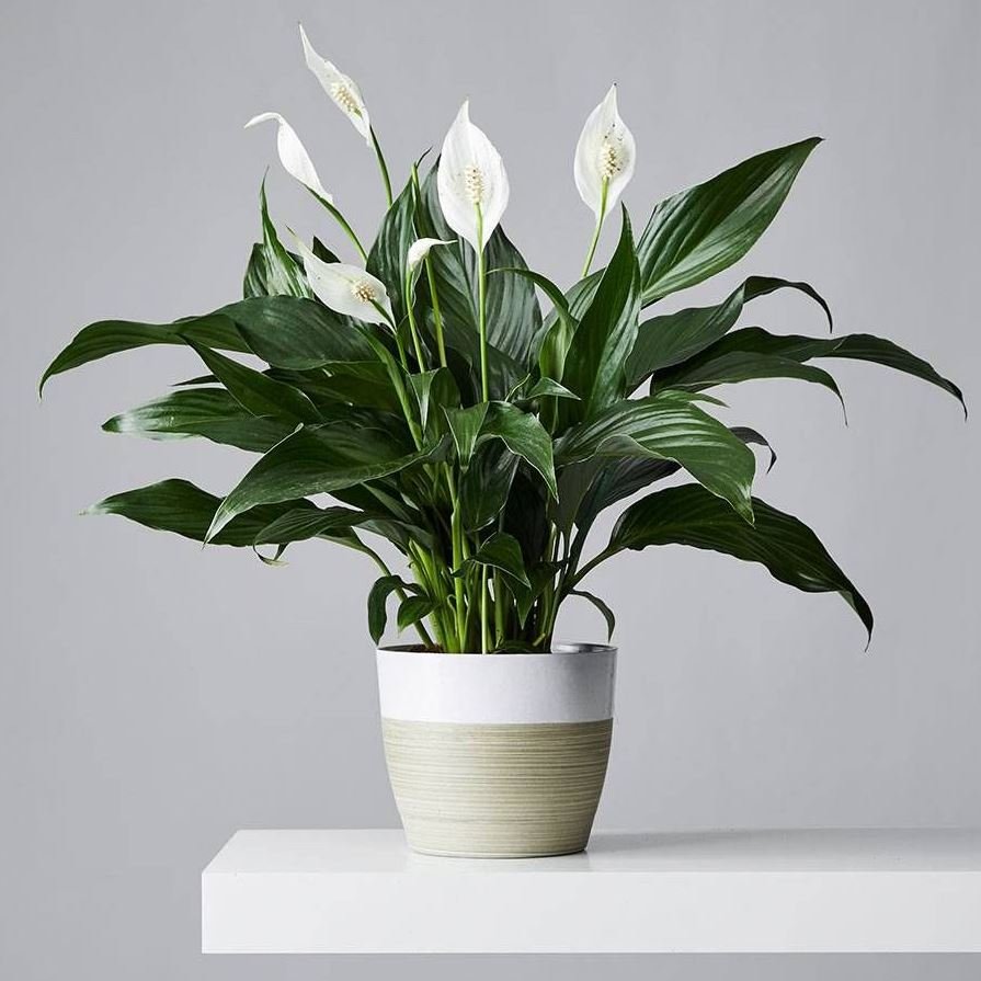 Indoor Plants Without Sunlight