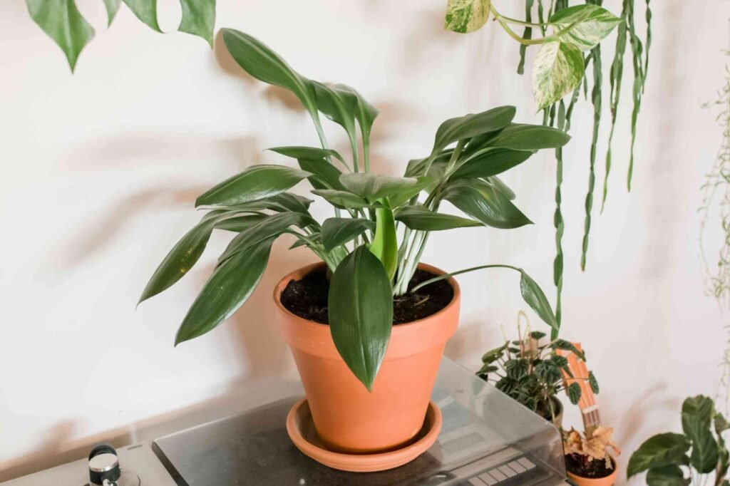 Indoor Plants Without Sunlight