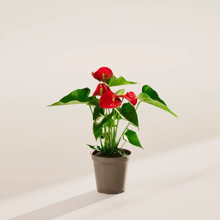 Indoor Plants Without Sunlight
