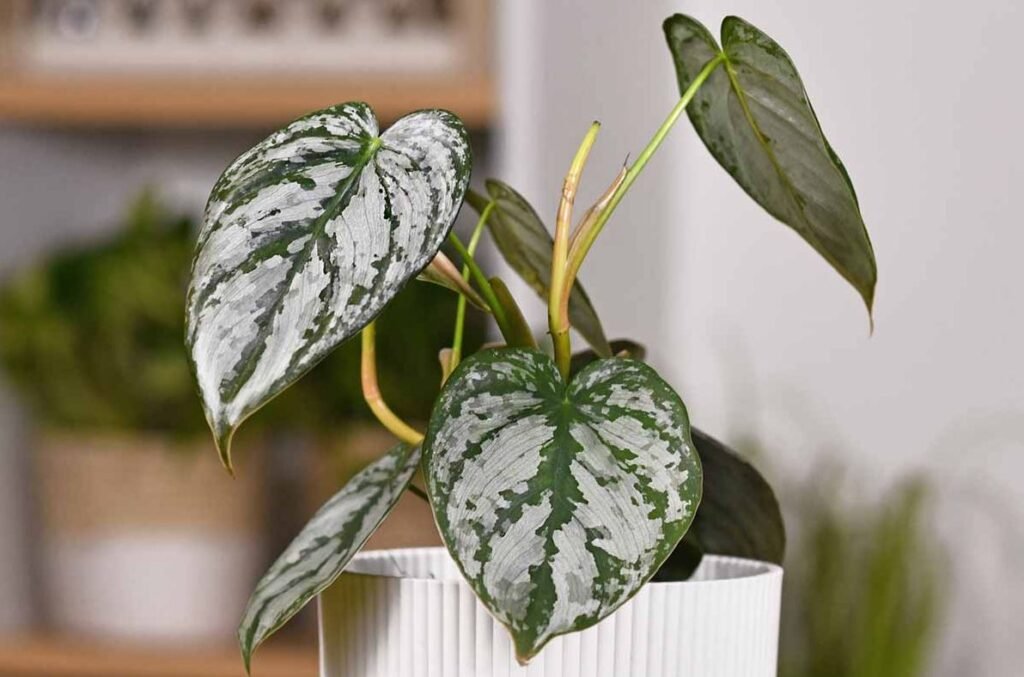 Indoor Plants Without Sunlight